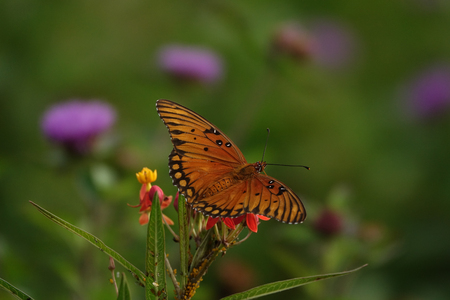 gulf fritillary butterfly on plantの写真素材