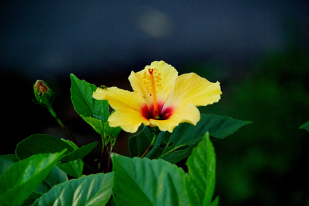 Blooming Yellow Hibiscusの写真素材