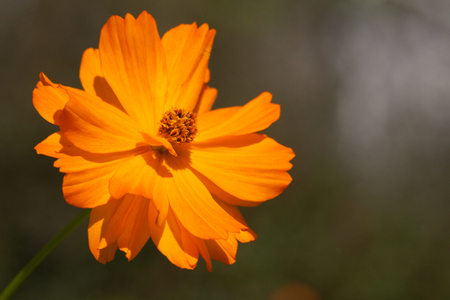 Macro photo of Orange Zinnia blooming in Arkansasの写真素材