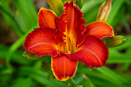 Large Red and Orange Lilyの写真素材