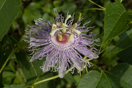 Purple Passion Flower Blooming on Vine in Arkansasの写真素材