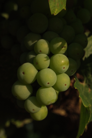 Bunch of Grapes on Vine in Arkansasの写真素材