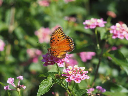 gulf fritillary butterfly on plantの写真素材