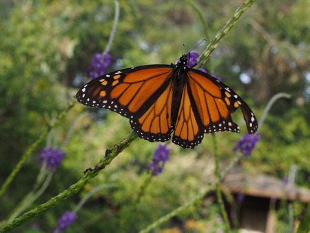 Monarch Butterfly feeding on Flowerの写真素材