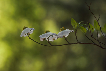 Dogwood Flowers Blooming at Spring timeの写真素材
