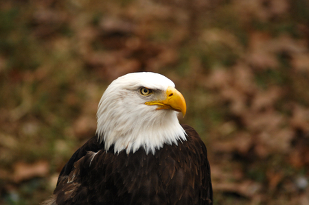 American Bald Eagle close Upの写真素材