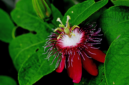 Red and white passion flower blooming on vineの写真素材