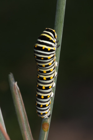 Swallowtail Butterfly Catterpillar Walking on Plantの写真素材
