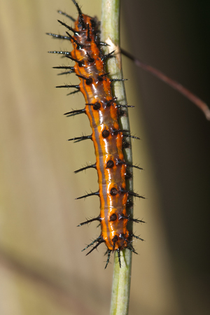 Gulf Fritillary Caterpillar Eating on Passion Vineの写真素材