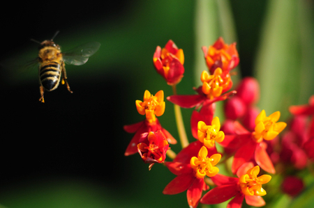 Honey Bee with Red and Yellow Milkweedの写真素材