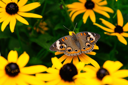 Common Buckeye Butterfly Sitting on yellow  Flower in Gardenの写真素材