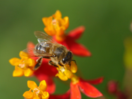honey bee drinking nectar from tropical milkweed flowerの写真素材