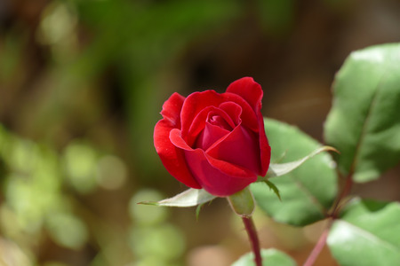 Isolated Red rose on Bush in Gardenの写真素材