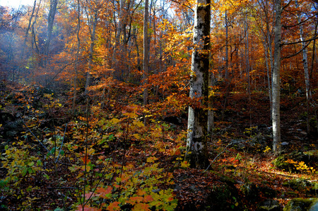 Fall Leaves and Trees in Arkansasの写真素材