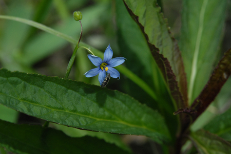 Blue and Yellow Wildflower Blooming in Arkasnas with Beetleの写真素材