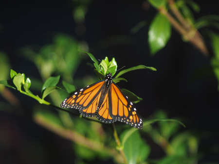 Monarch Butterfly feeding on Flowerの写真素材
