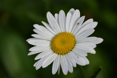 White Daisy Blooming in Garden in the Summerの写真素材