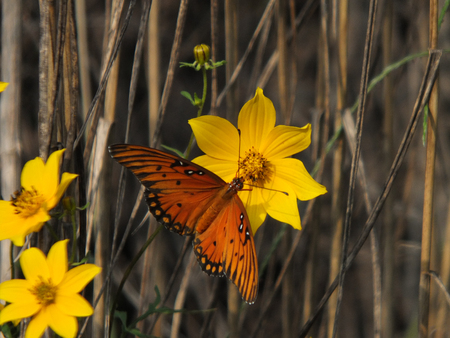 Gulf fritillary resting on yellow flowerの写真素材