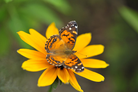 American Painted Lady Butterfly Sitting on Plant in Arkansasの写真素材