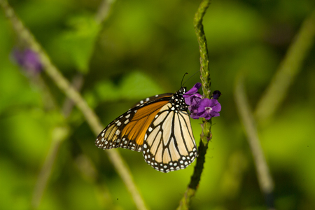 Monarch on Purple Flowerの写真素材