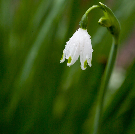 Whtie Snow Drop Flower with Rain Dropの写真素材