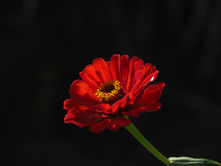 Macro of Red Zinnia blooming in gardenの写真素材