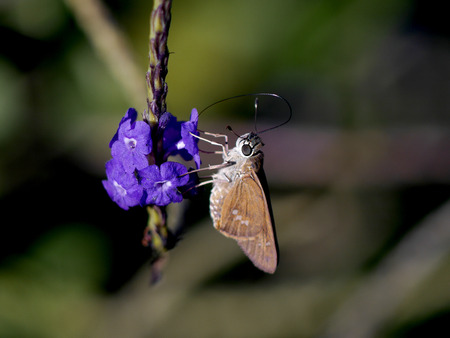 skipper butterfly with long probiscus drinking from purple flowerの写真素材