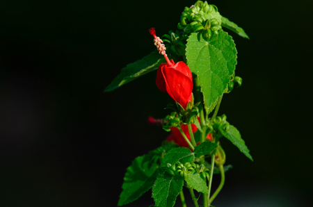 red turks cap blooming in gardenの写真素材