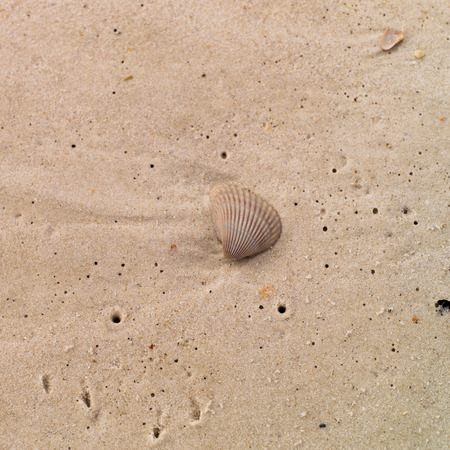 Sea Shell washed up on beach and in the sandの写真素材