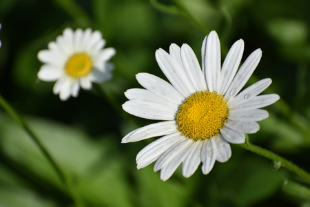 White Daisy Blooming in Garden in the Summerの写真素材