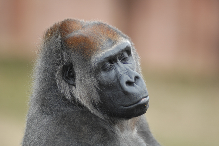 close up of gorilla with closed eyes
