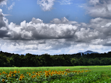 Sunflower Field in Asheville North Carolinaの写真素材