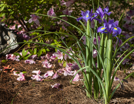 Purple and Yellow Irises Blooming in Arkansas Gardenの写真素材