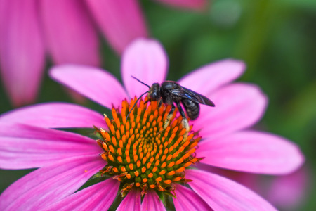 Black bee drinking nectar from Purple Cone Flowerの写真素材