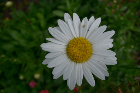 White Daisy Blooming in Garden in the Summerの写真素材