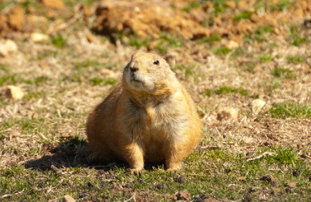 Prairie Dog in Habitat at Zooの写真素材