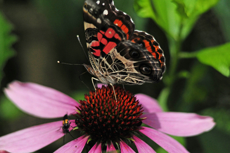 American Painted Lady Butterfly Sitting on Plant in Arkansasの写真素材