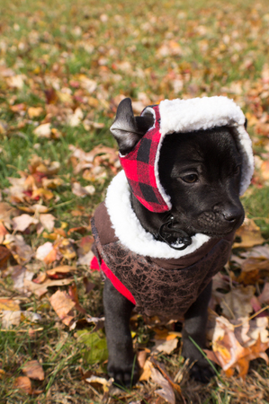 Small Female Black Lab Boxer Feist Puppy Facing Camera but Looking Away, Wearing Red Lumber Jack Hat, Red Sweater, and Brown Jacket with Leaves on Ground, Fall Winter Weatherの写真素材