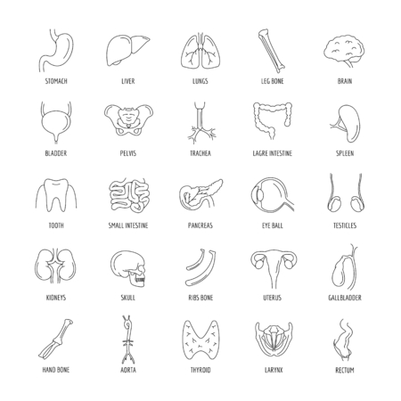 Internal organs icons set. Outline Internal organs vector icons set for web design isolated on white backgroundのイラスト素材