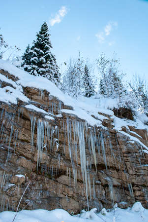 Snowy trees in the mountains, conifer treeの写真素材