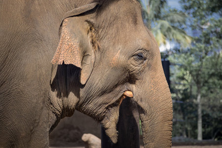 Asian elephant close upの写真素材
