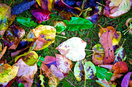 Photo of Autumn Leaves