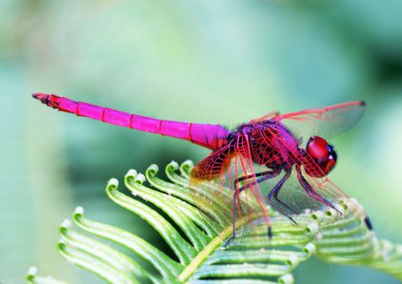 Red dragonfly stopped on a leaveの写真素材