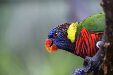 Lorykeet / Lory Portraitの写真素材