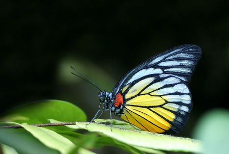 Yellow Butterflyの写真素材