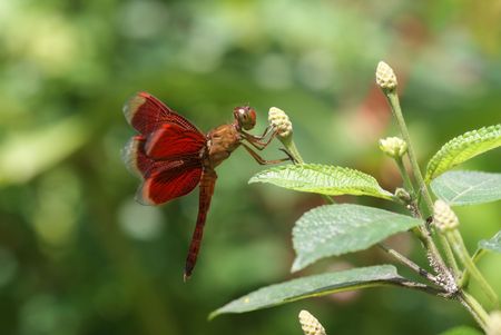 Red dragonfly stopped on a leaveの写真素材
