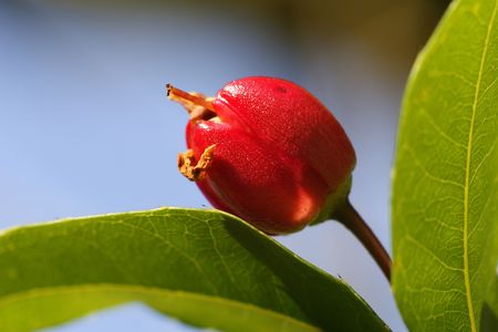 Red Flower Budの写真素材