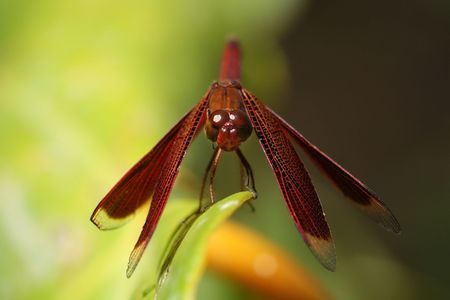 Red Skimmer Dragonflyの写真素材