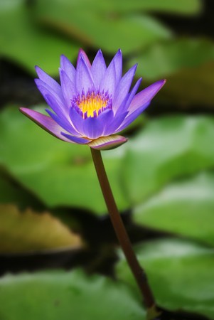 Purple Lotusの写真素材