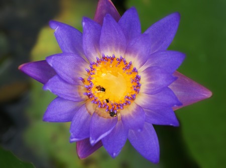 Purple Lotusの写真素材
